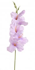 Gladiola - fialovorůžová 